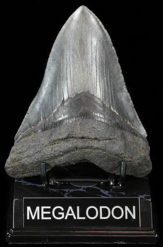 Serrated Megalodon Tooth - Georgia #52452